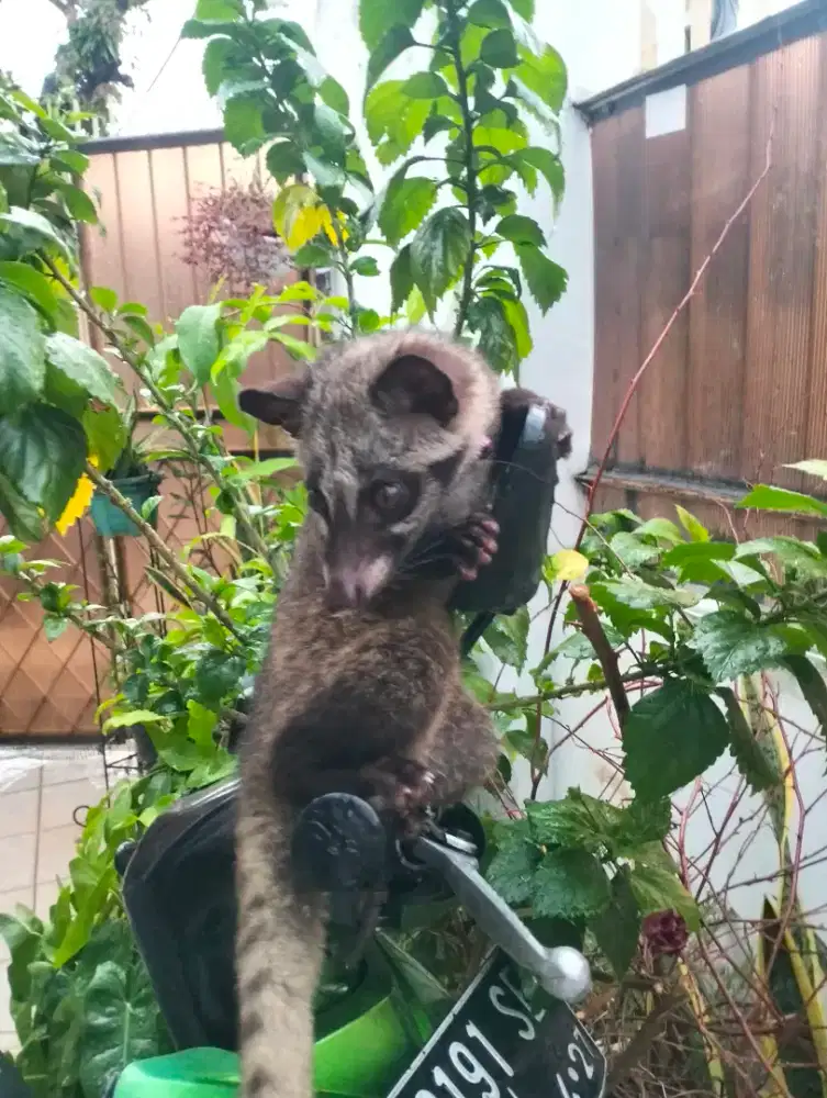 Anak Luwak Musang Pandan Jantan Mandiri Jitot Jinak Total