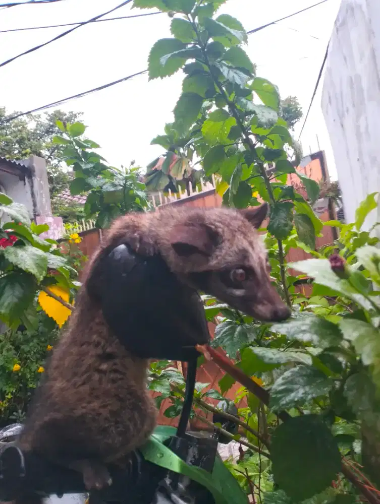 Sepasang Luwak Musang Pandan Jantan Mandiri Jitot Jinak Total