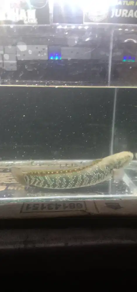 Ikan Channa asiatica