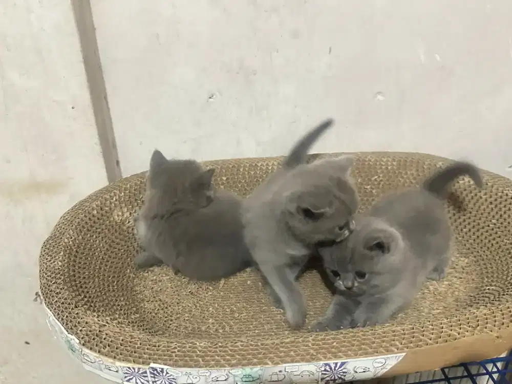 BSH British Shorthair Blue Kitten Induk All Ped
