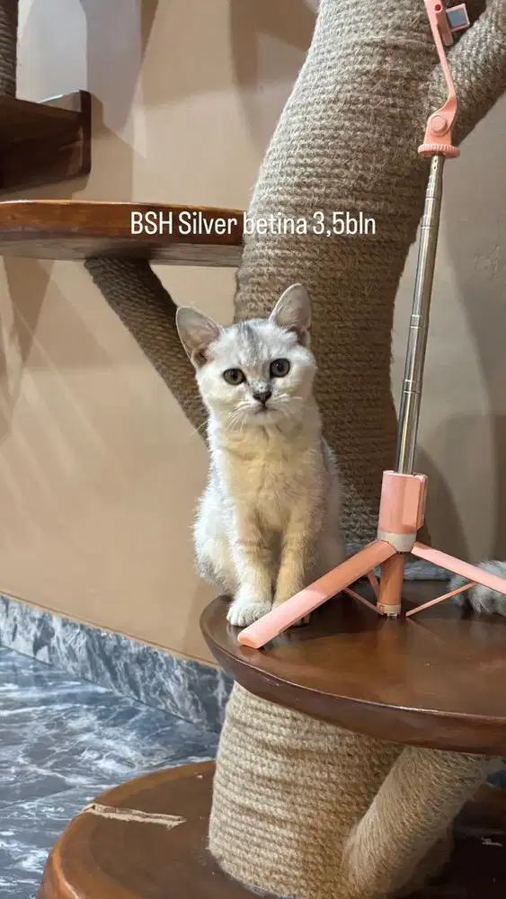 Kitten BSH British Shorthair Silver