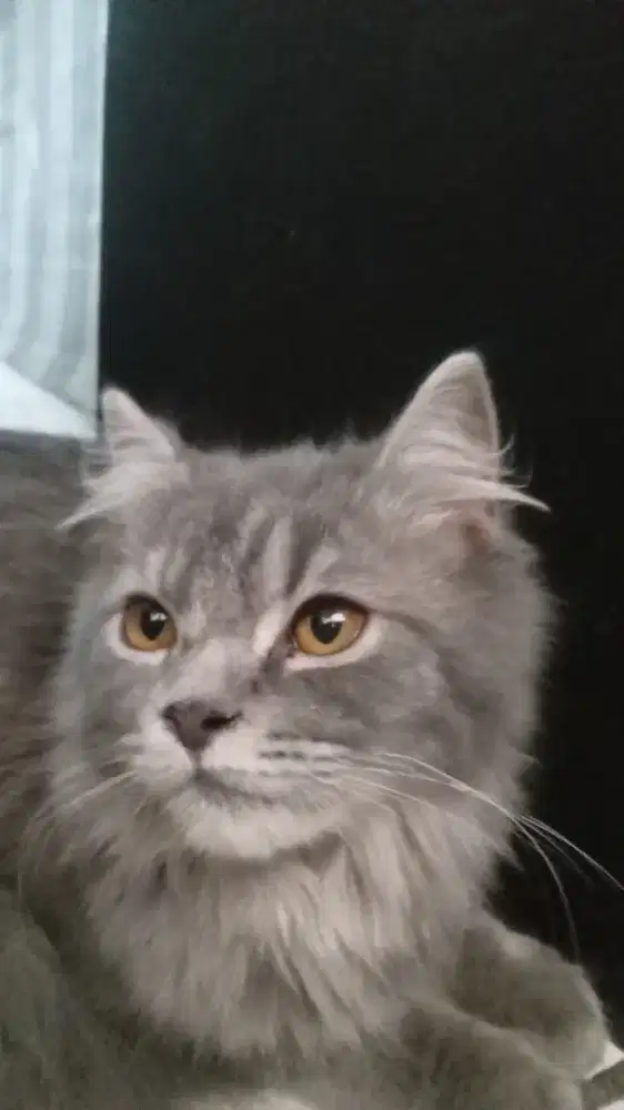 cat Persia long hair