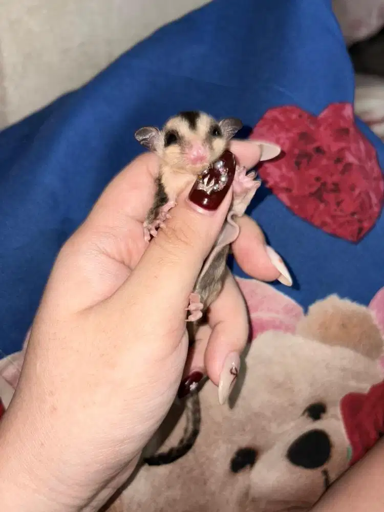Sugar glider joey / dewasa classic grey FREE