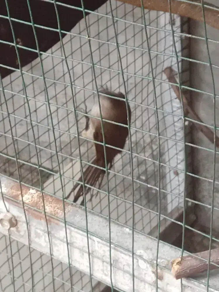 Jual cepet trokcokan di pamulang tangsel