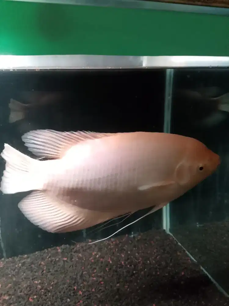 gurami padang pintar nurut