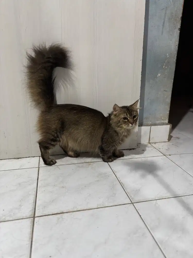 Over adopt munchkin jantan 123