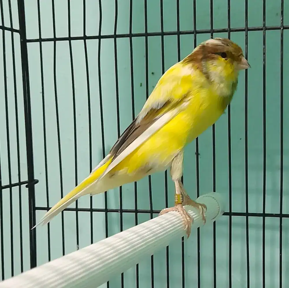 F2 yokser usia 5 bulan