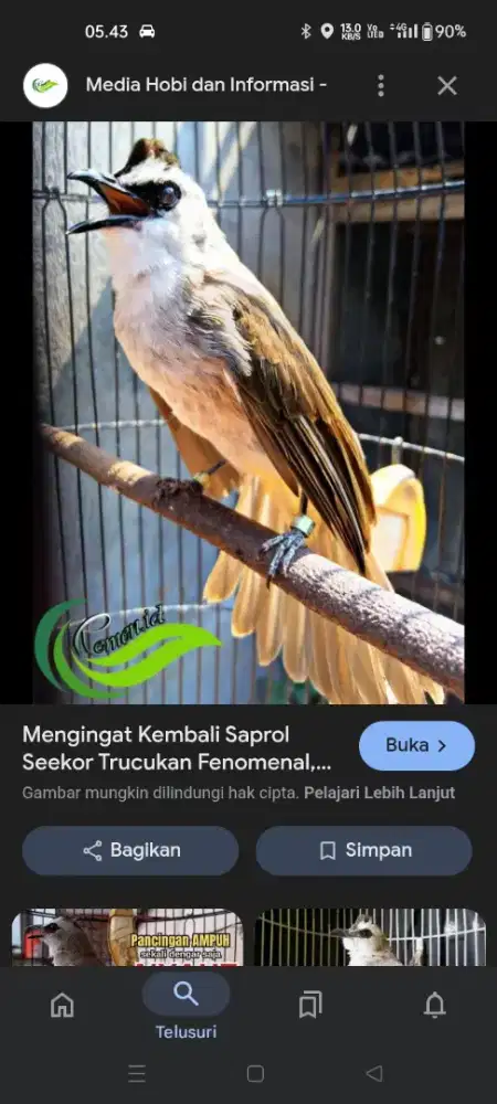 Cari burung trucukan