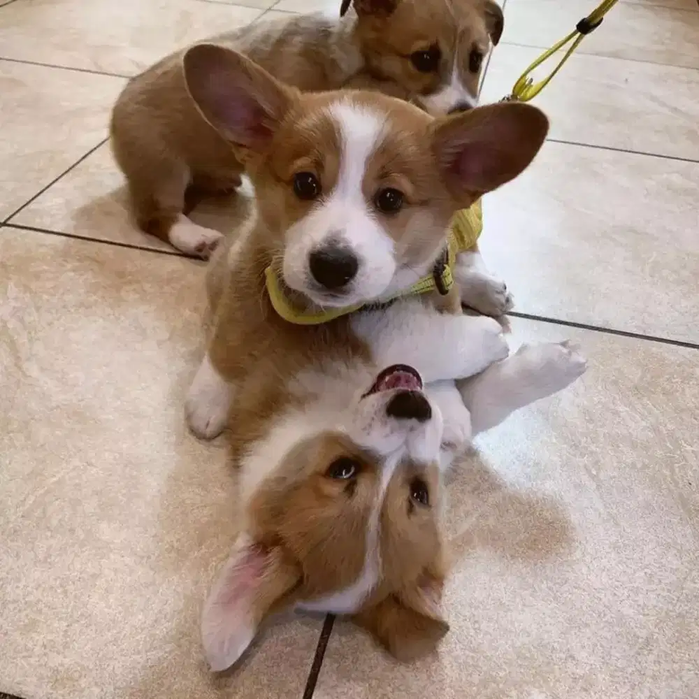 DIJUAL ANAK ANJING CORGI