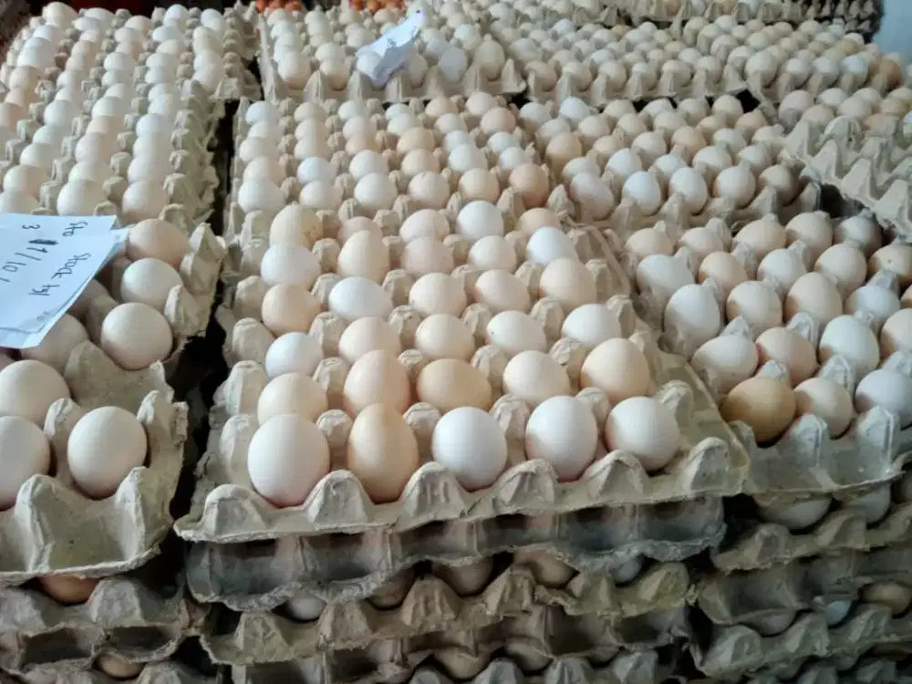 Telur ayam kampung ( ayam arab )