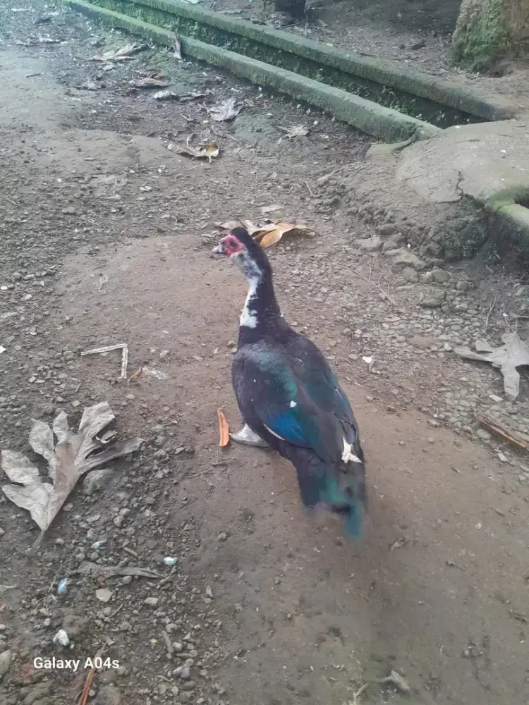 BEBEK MENTOG (MANILA )