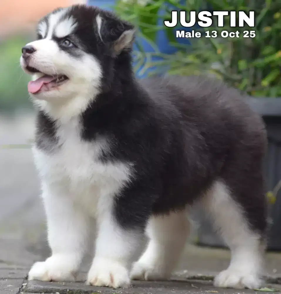 Siberian Husky hitam jantan •JUSTIN•