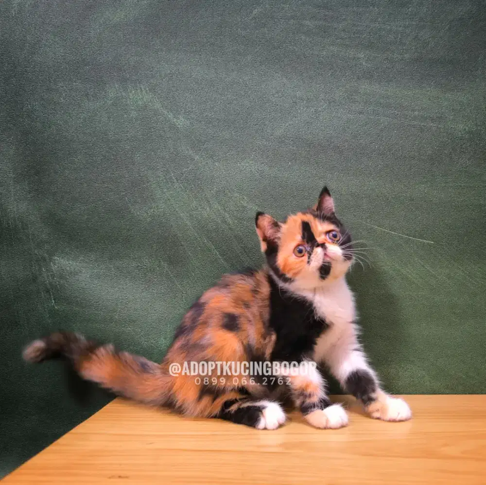 KUCING EXOTIC SHORTHAIR CALICO