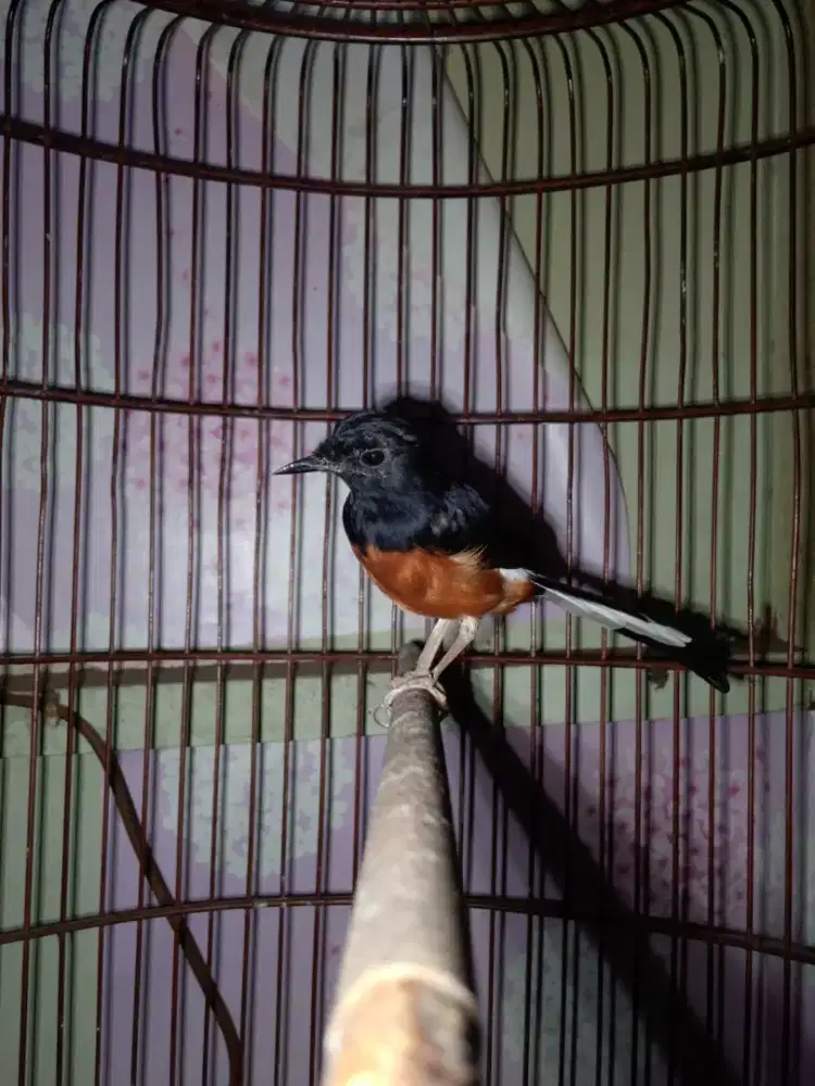 Murai hutan mapan mabung