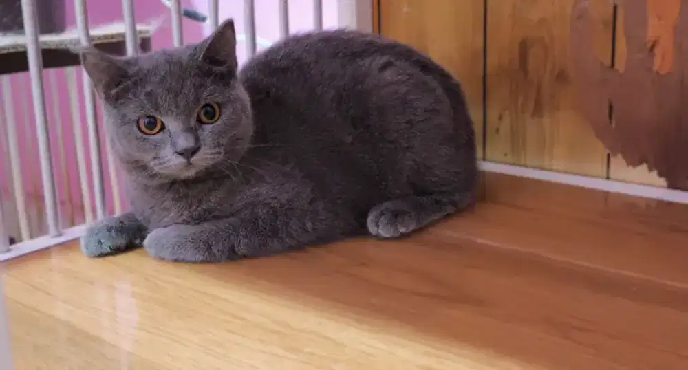 Kucing kitten british shorthair blue female