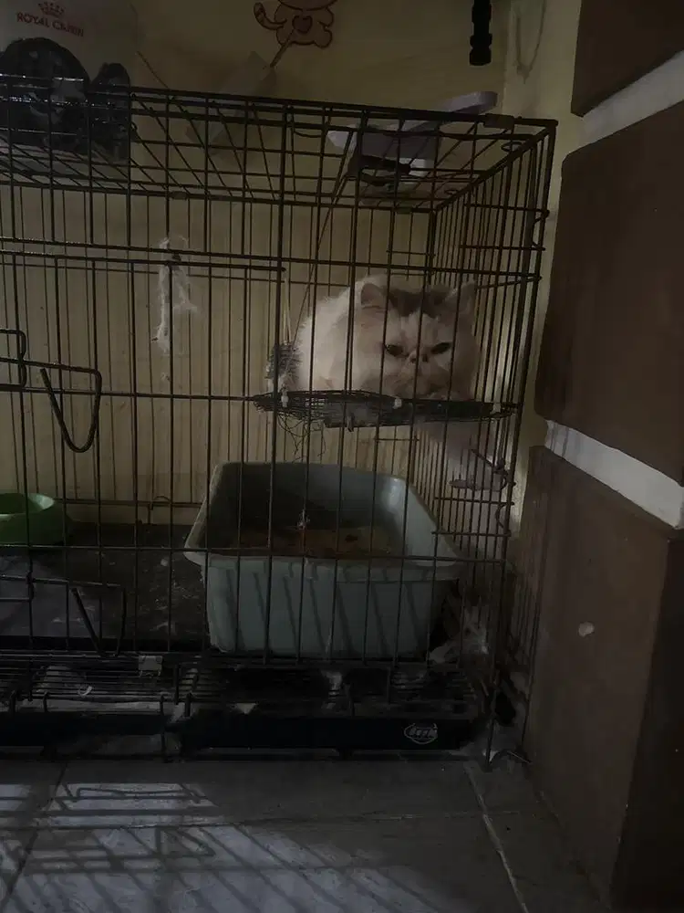 Lepas adop kucing peaknose