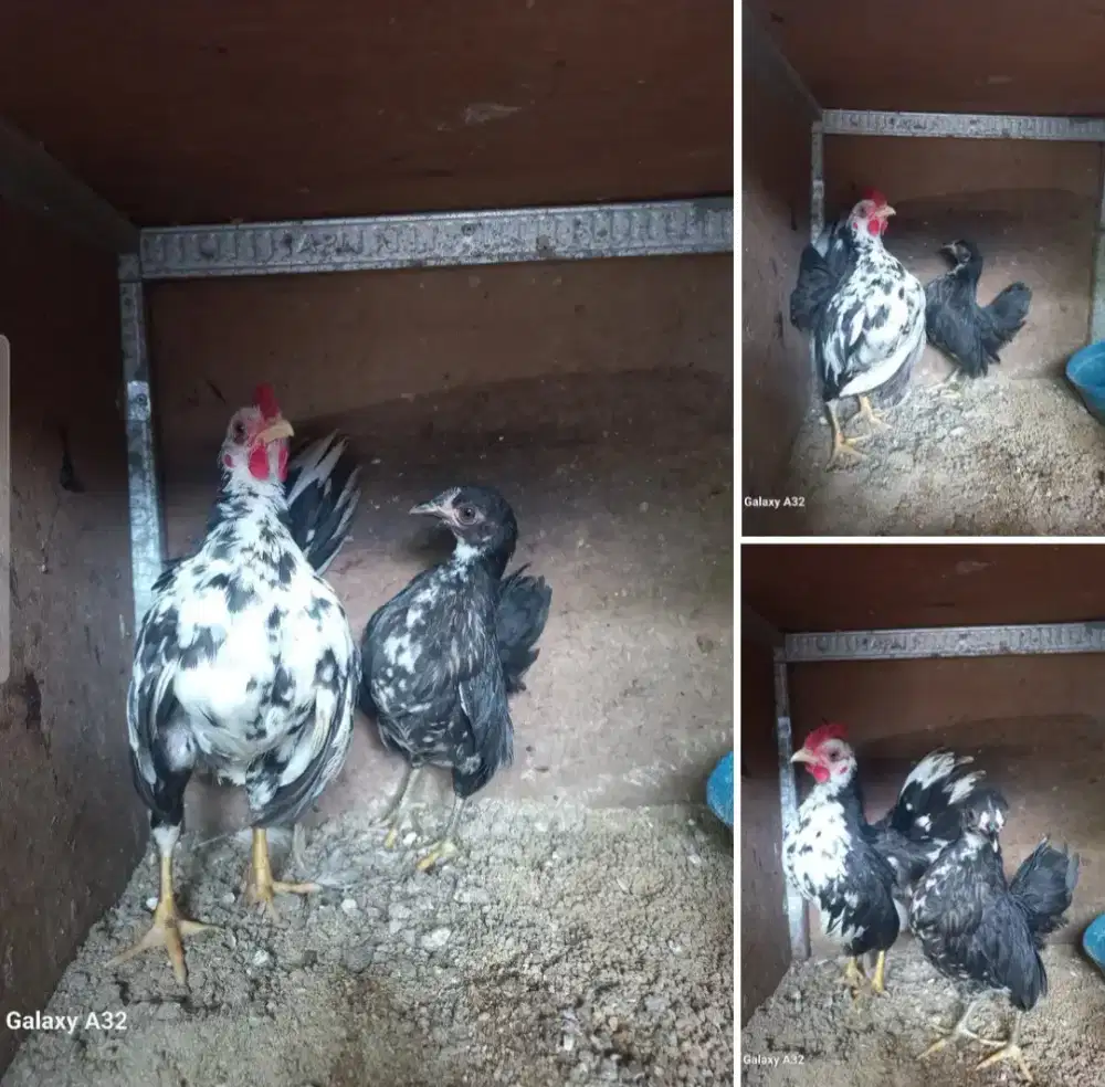 Ayam serama rinting murai