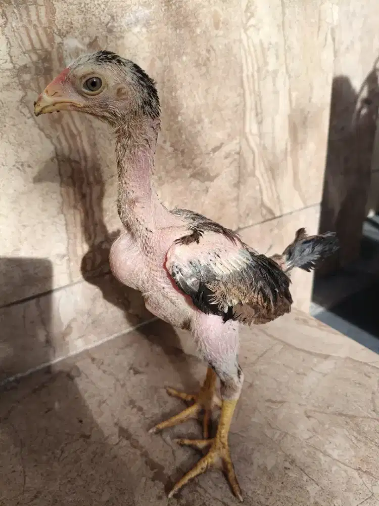 Dijual ayam trah import