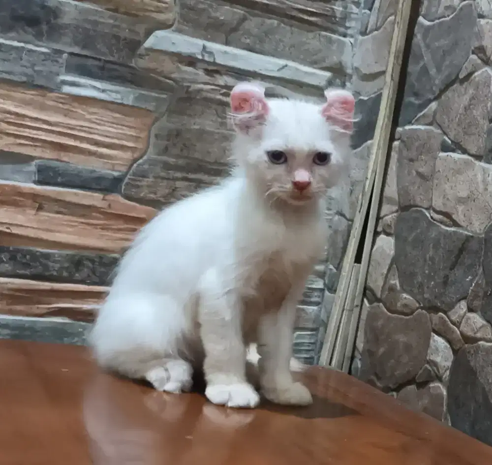 American curl blue eyes jantan