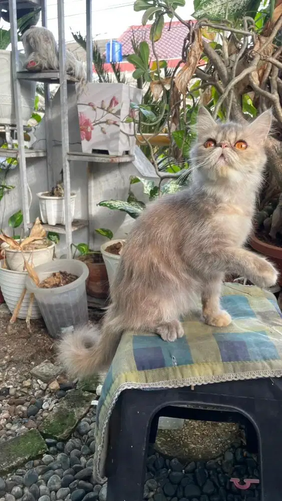 Betina peaknose cantik
