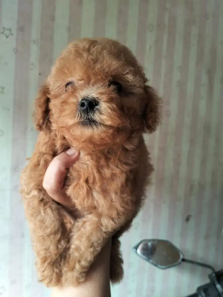 Toy poodle betina