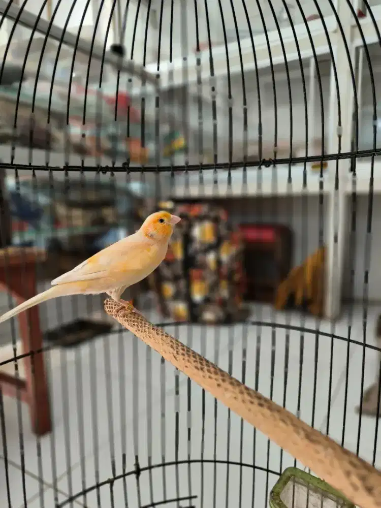 Kenari gacoran warna cerah