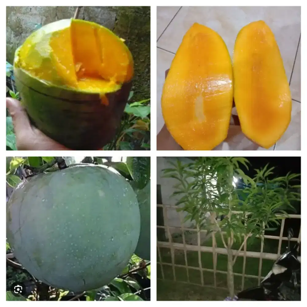 Bibit mangga 2 dimensi (mangga kelapa & khio jay) tg 2 mtr an