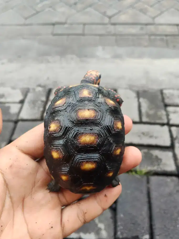 Kura - kura Red Food