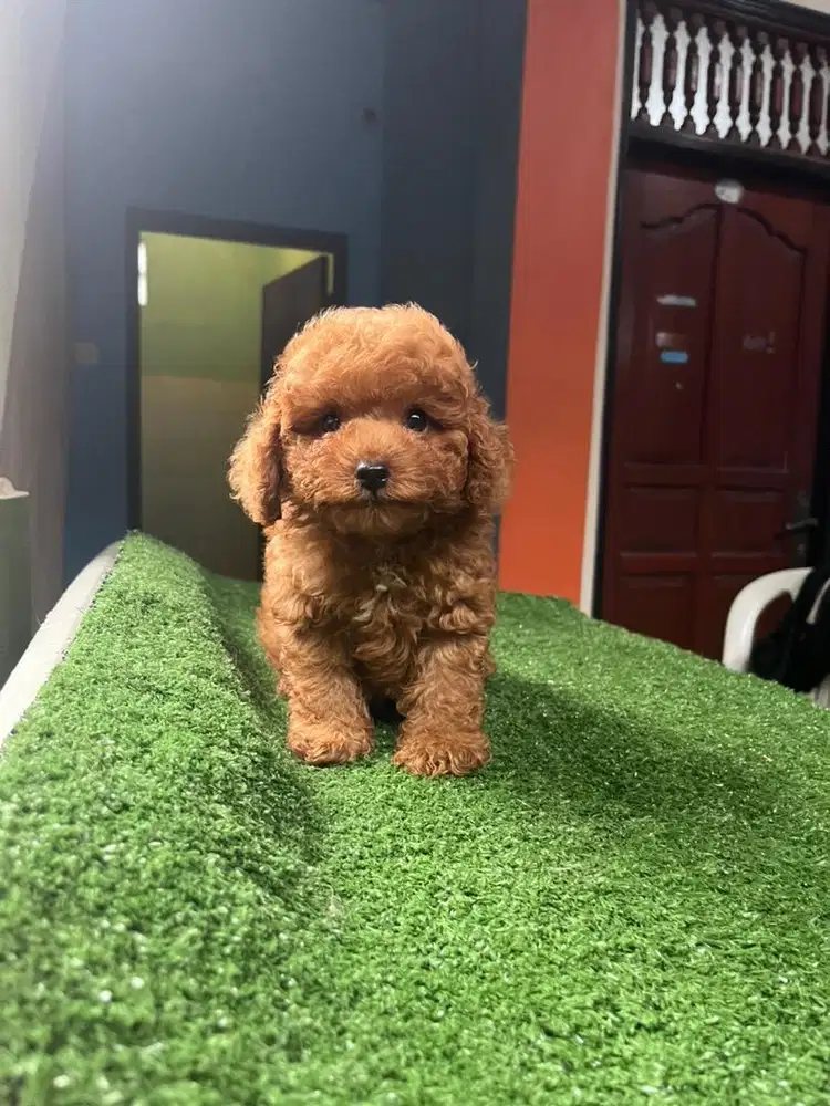 Red Toy Poodle Stambum Puppies