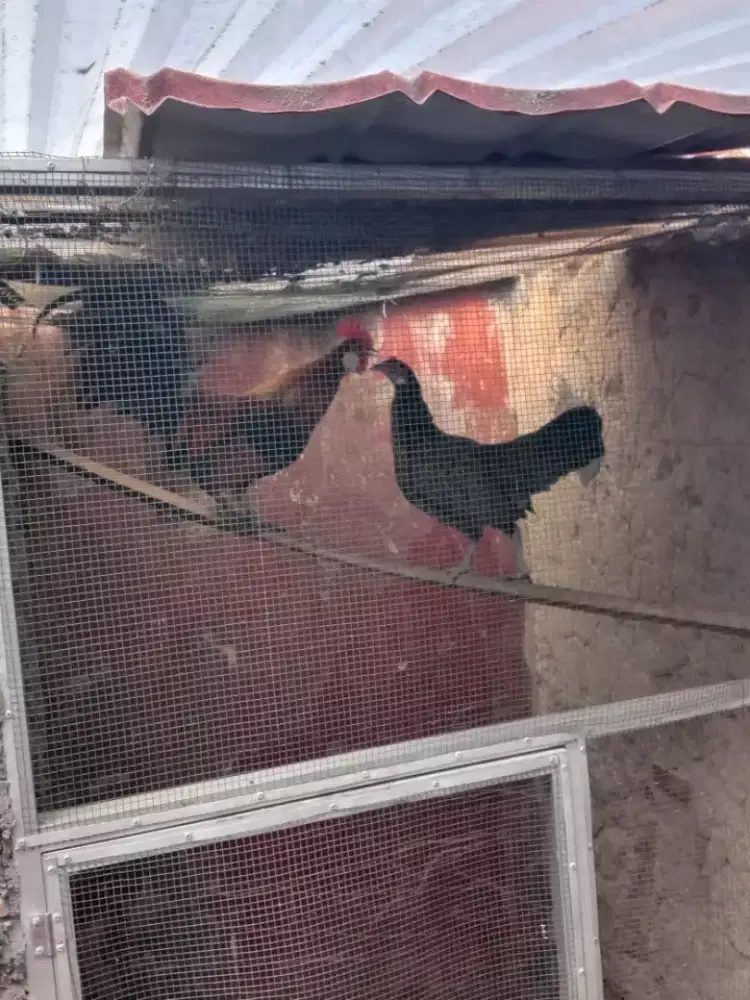 Ayam Hutan Merah Sumatera Produksi