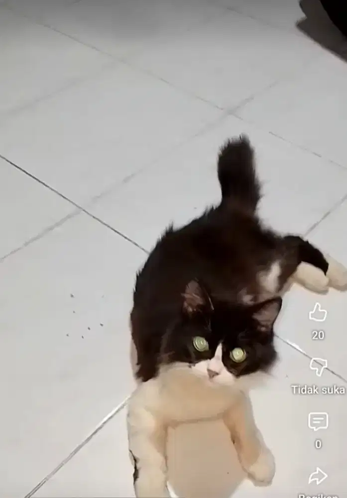 Kucing anggora mainecoon bulu lebat