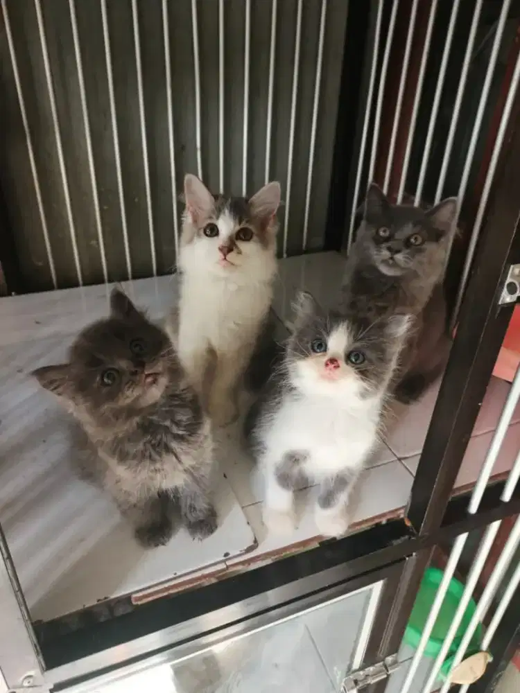 Persia jantan-betina 2,5 bulan