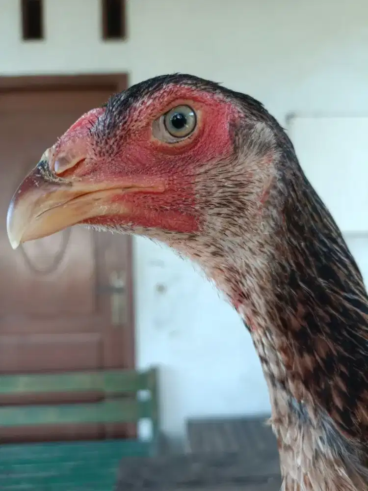 Ayam Betina Original Shamo Eropa