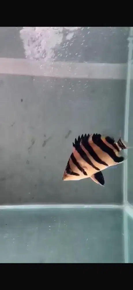 DIJUAL CEPAT DATZ 14 CM 4 BAR SIMET RAPIH IKAN PREDATOR/TANKMATE