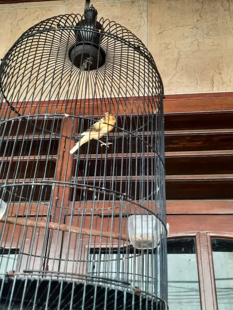 Kenari AF paud riwikan jantan