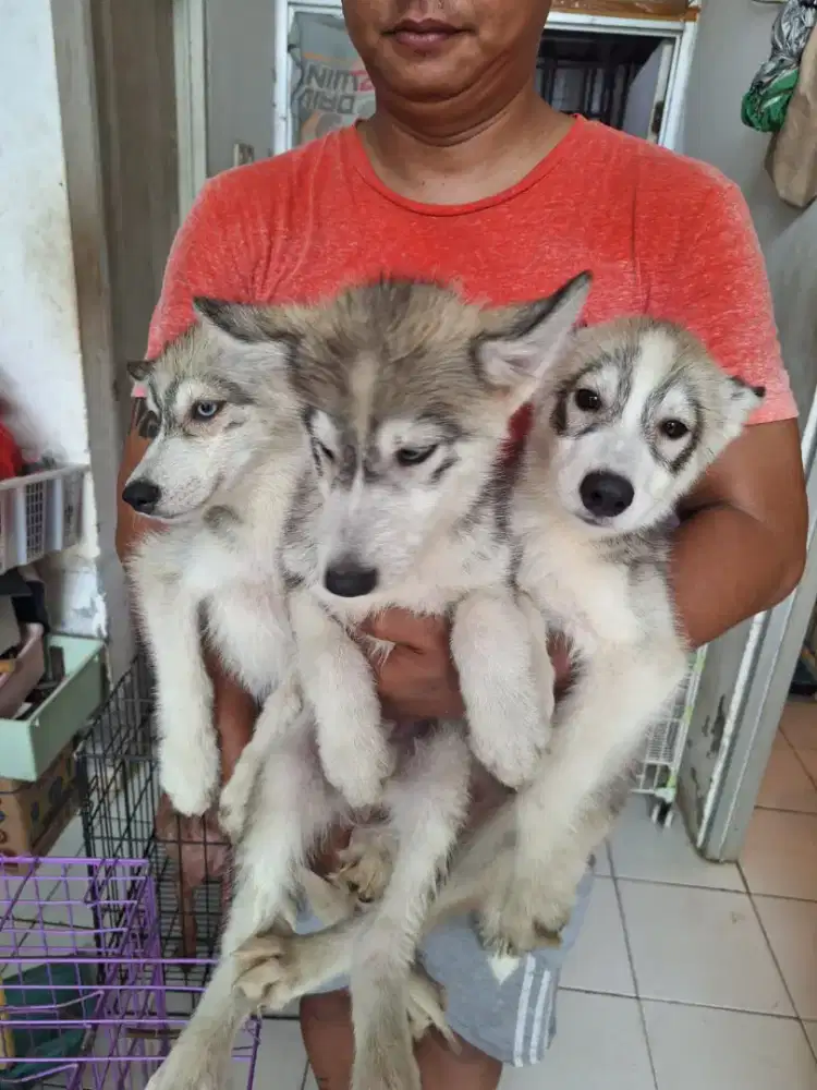 Husky big bone umur 3 bln