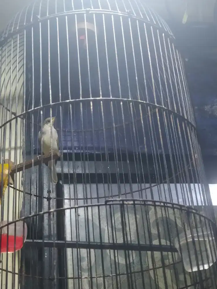 Jual cucak kombo rawatan