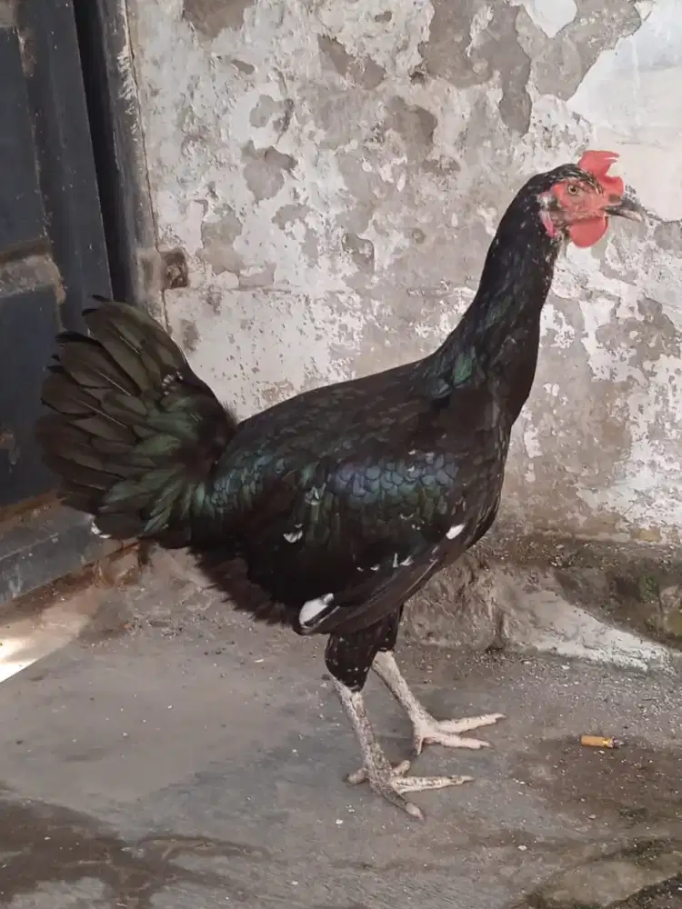 Ayam pelung betina