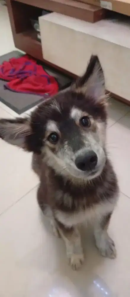 (BUY 1 GET 1 FREE)DIJUAL ANAK ANJING GOBERIAN PURE