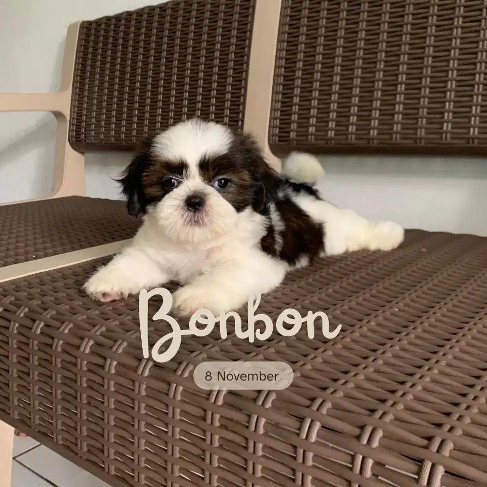 surabaya Anjing shihtzu shih tzu shitzu shitsu sitzhu