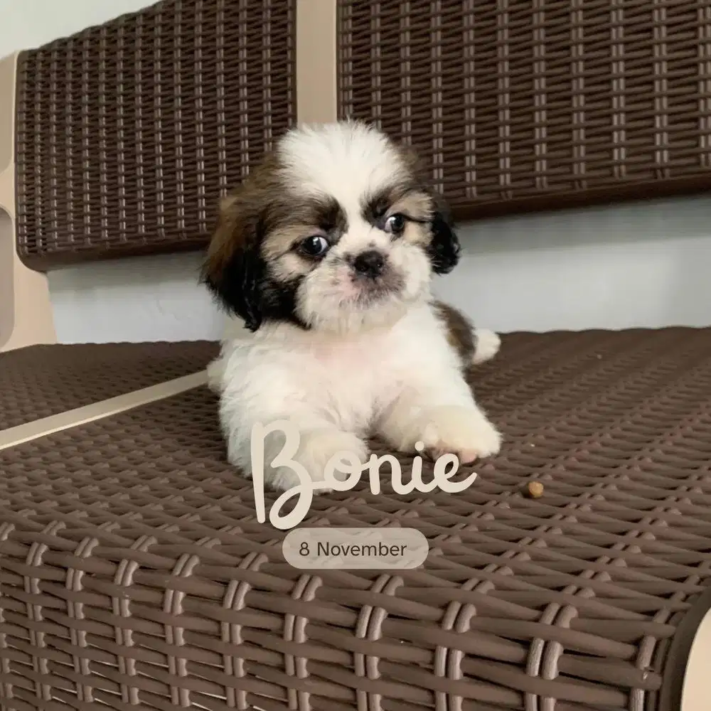 surabaya Anjing shihtzu shih tzu shitzu shitsu sitzhu