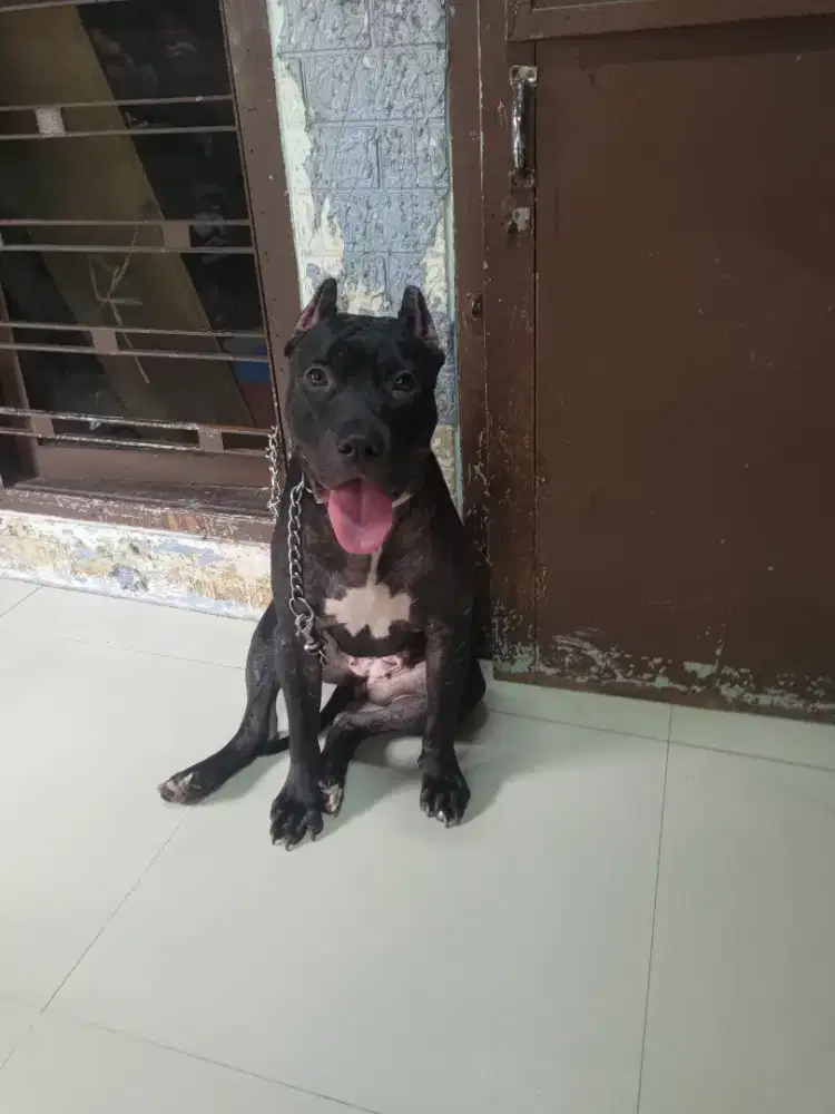 Jual cepat pitbull 1 tahun