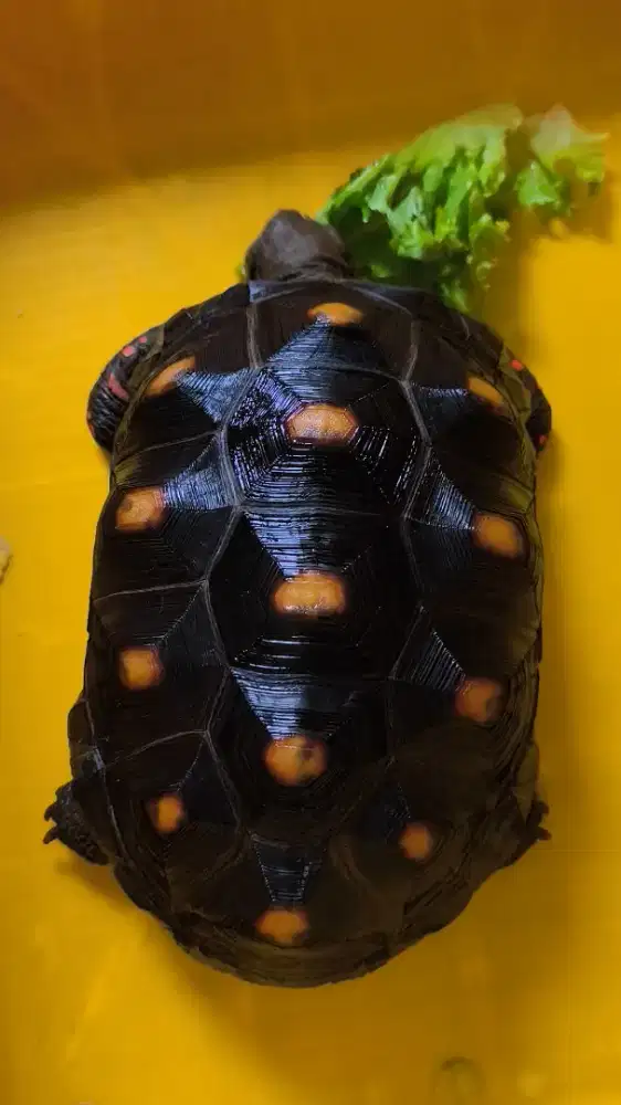 Kura Kura Darat Red Foot Besar