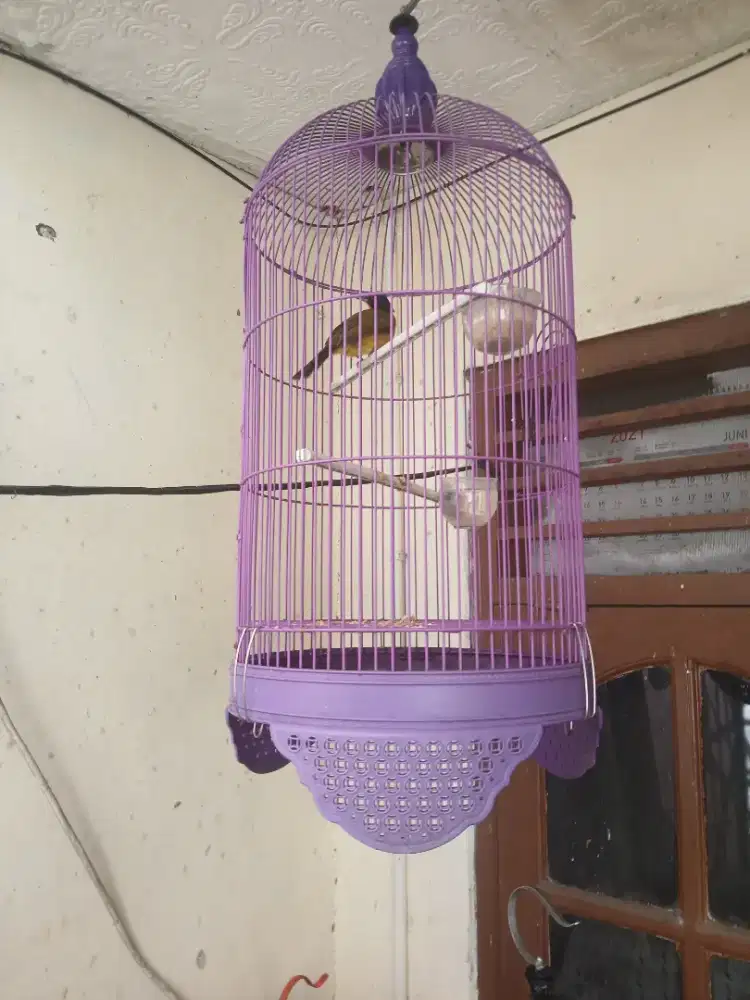 Dijual burung kutilang emas full set  bonus kandang 2