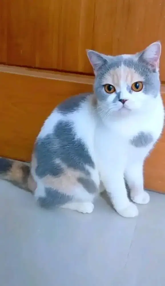 British Shorthair calico delute