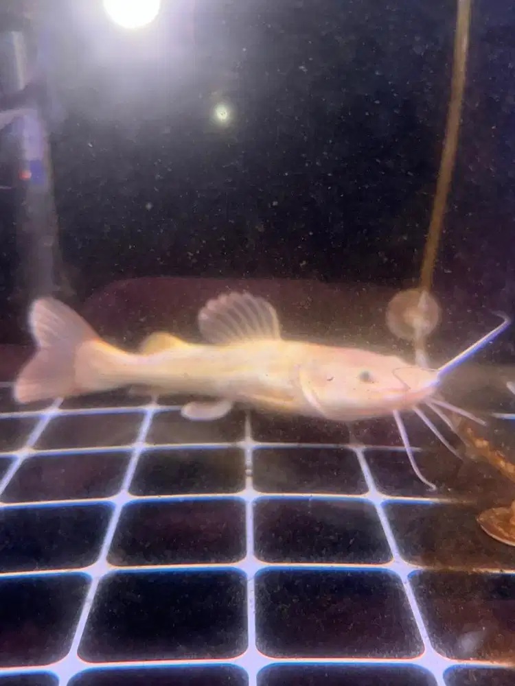 DIJUAL CEPAT RTC PHANTOM/ALBINO 20 CM ikan predator/tankmate