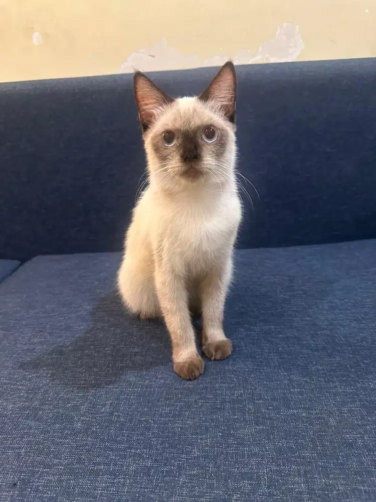Kitten ragdoll mix bsh jantan