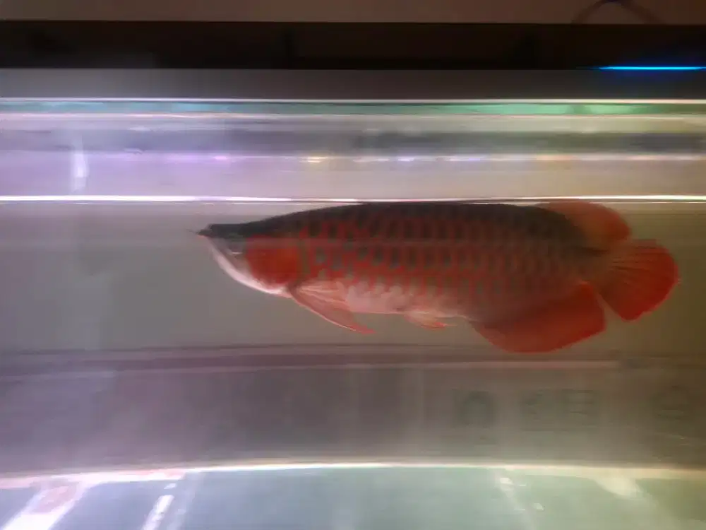 Arwana super red