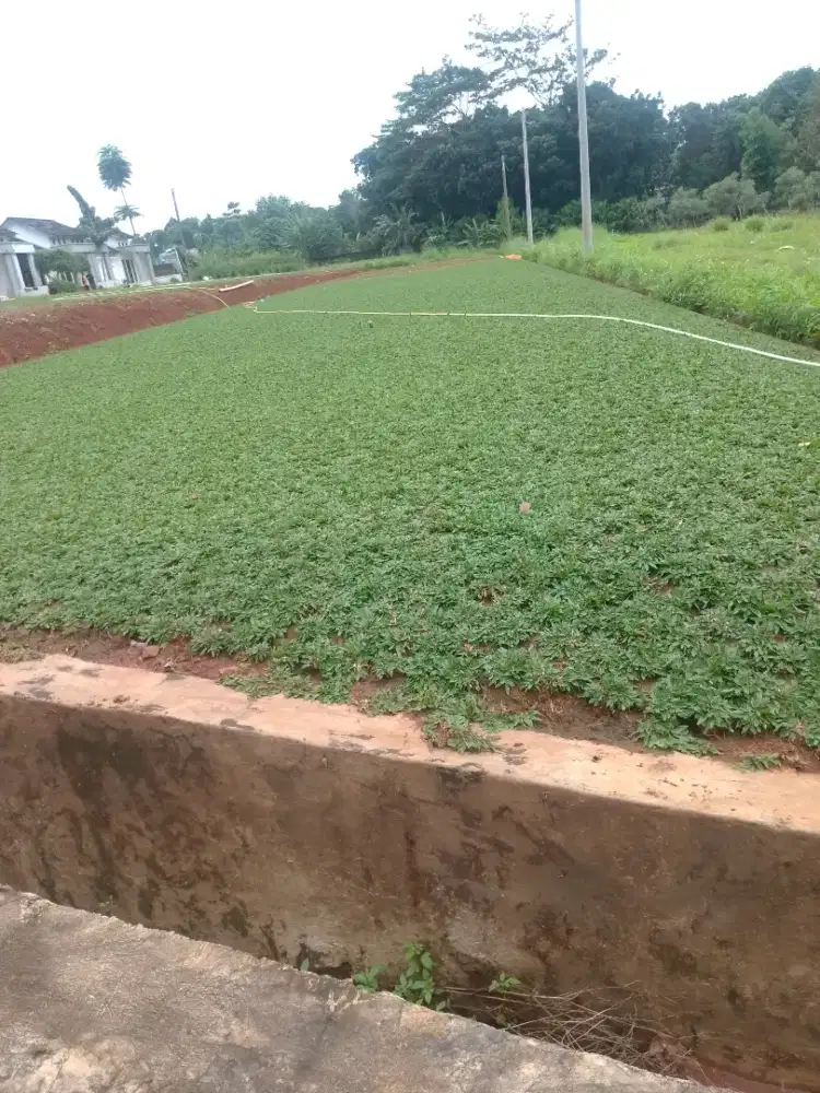 Jual rumput gajah mini