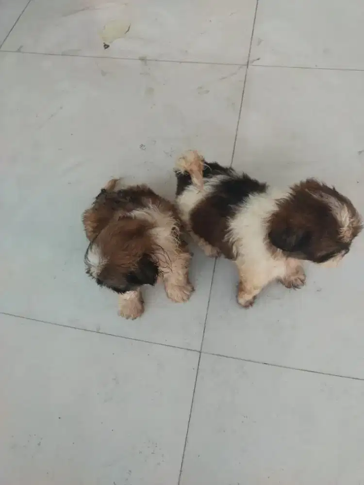 Puppies shitzu ganteng